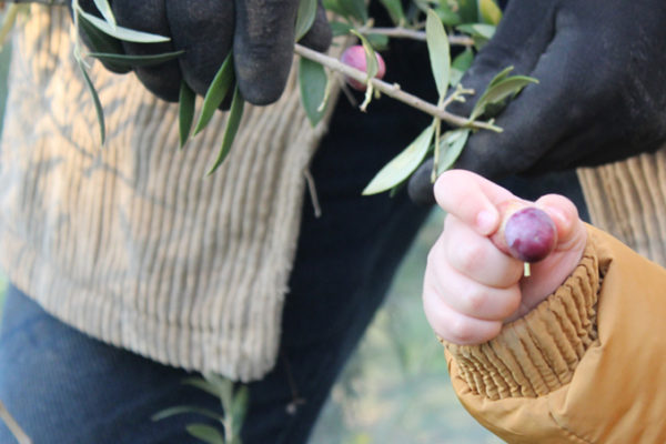 La cosecha 2018 será más corta que la de años anteriores, debido a las inclemencias meteorológicas y del propio ciclo de los árboles.