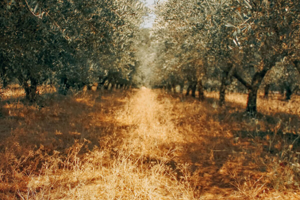 Sabíeu que la superfície de terra utilitzada per al cultiu ecològic d'oliveres a tot el món gairebé s'ha triplicat des de 2004?